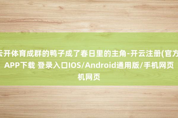 云开体育成群的鸭子成了春日里的主角-开云注册(官方)APP下载 登录入口IOS/Android通用版/手机网页